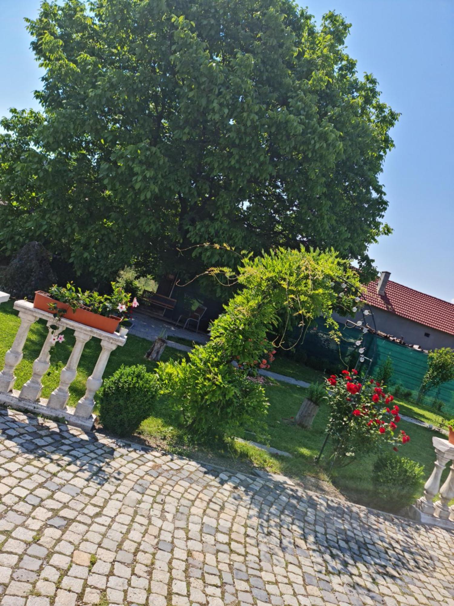 Pensiunea Baroc Dobirlau エクステリア 写真